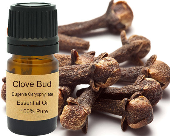 Clove Bud Essential Oil 15ml by PDPro