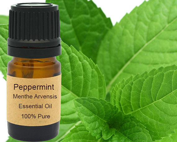 Peppermint Essential Oil 15ml by PDPro